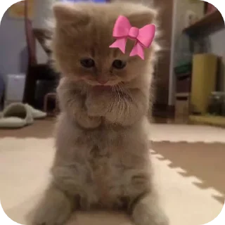 Telegram sticker 🐱 Pookie by @Z7JVON