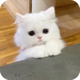 Video sticker 🐱 Pookie by @Z7JVON