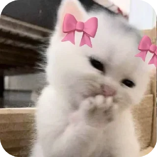 Sticker 🐱 Pookie by @Z7JVON