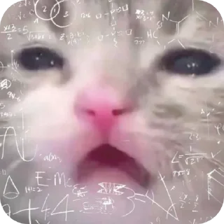 Video sticker 🔳 Shimlamirch_| @Nerd_home