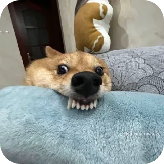 Telegram sticker 🐶 Собачки @ckladstikerov7