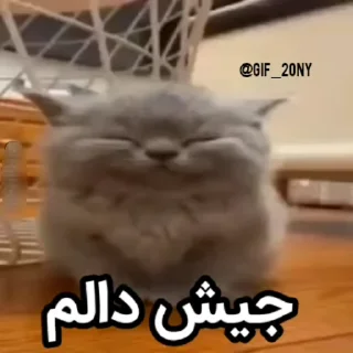 Video sticker 🗿 داشاق پک نسخه 2 @diarrhea_05