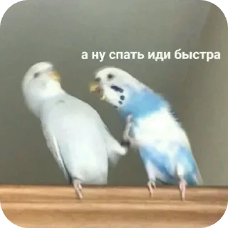 Video sticker 😡 Больше стикеров тут: @stikery_emodzi_memy
