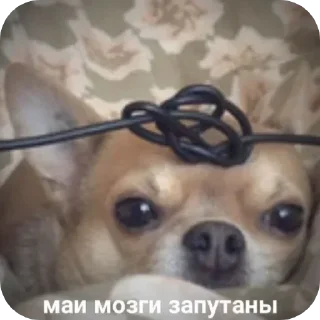 Sticker 🙃 Больше стикеров тут: @stikery_emodzi_memy