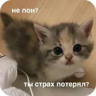 Telegram sticker 🤨 Больше стикеров тут: @stikery_emodzi_memy