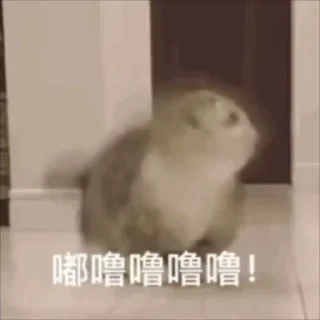 Video sticker 🌟 电话短信轰炸|飞机账号 @xiatianddeye