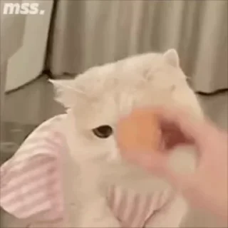Video sticker 🌟 电话短信轰炸|飞机账号 @xiatianddeye