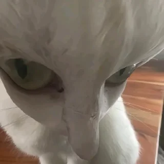 Telegram sticker 🥺 🤍🤍🤍
@mrch_anya