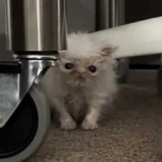 Sticker 🫠 🤍🤍🤍
@mrch_anya