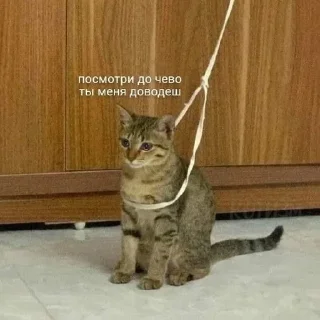 Video sticker 🥲 🤍🤍🤍
@mrch_anya