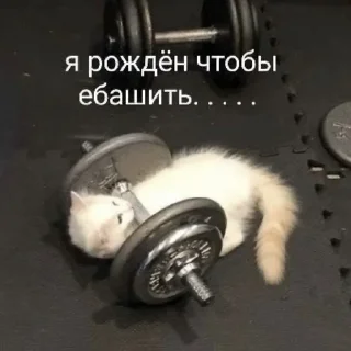 Telegram sticker 💪 🤍🤍🤍
@mrch_anya