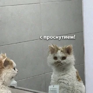 Telegram sticker 😟 🤍🤍🤍
@mrch_anya