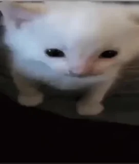 Video sticker 🤯 блячозапиздец :: @fStikBot