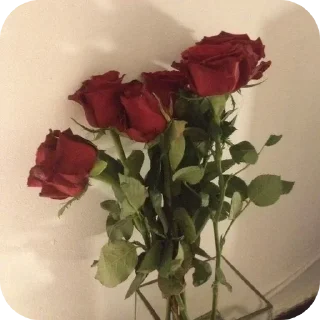 Video sticker 🥀 𝑹𝒆𝒅 𝒃𝒍𝒊𝒔𝒔❤:: @moonlit_love @jenxu2