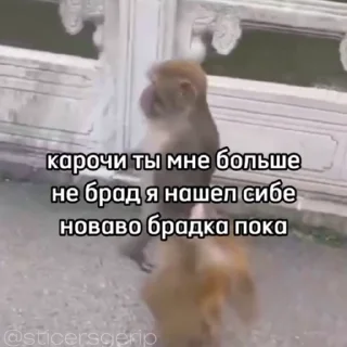 Video sticker 😈 • обезьянки • » @sticersgerip «