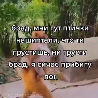 Video sticker 😘 • обезьянки • » @sticersgerip «