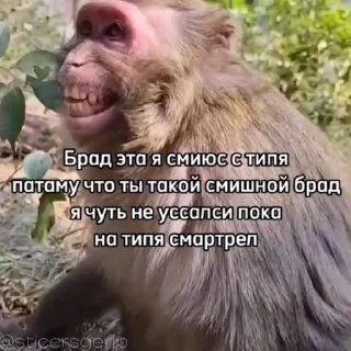 Video sticker 🥵 • обезьянки • » @sticersgerip «