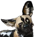 Video sticker 🤔 Swish's African Wild Dogs