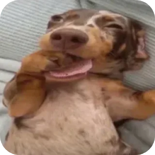 Telegram sticker 🥰 @vonrichtofenn's