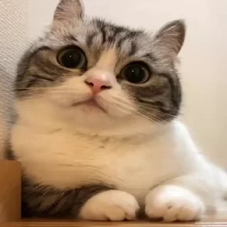 Video sticker 🤔 @vonrichtofenn's