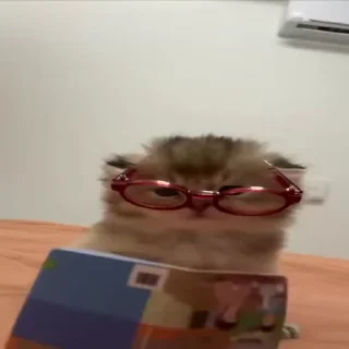 Video sticker 🤔 @vonrichtofenn's