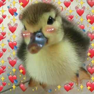 Video sticker ❤ пикчи 🙄