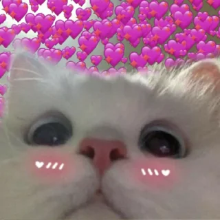 Video sticker ❤ пикчи 🙄