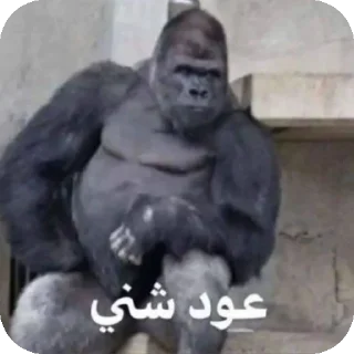 Sticker 👍 @R_77_p محمد