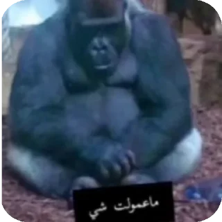 Telegram sticker 👍 @R_77_p محمد