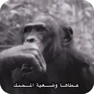 Telegram sticker 👍 @R_77_p محمد