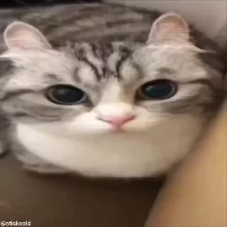 Video sticker 🔥 НАЖМИ: @TINYCATSS