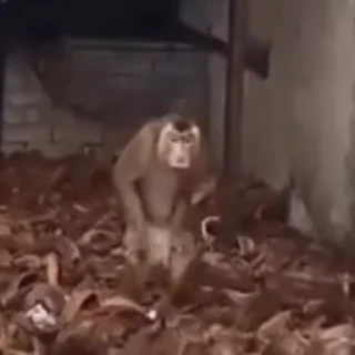 Video sticker 🌟 Больше стикеров тут: @allstickers_tg