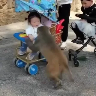 Video sticker 🌟 Больше стикеров тут: @allstickers_tg