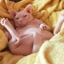 Video sticker 🐾 •CatsMood• @MrLedger