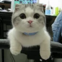 Video sticker 🐾 •CatsMood• @MrLedger