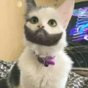 Telegram sticker 🐾 •CatsMood• @MrLedger