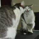 Telegram sticker 🐾 •CatsMood• @MrLedger