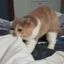 Telegram sticker 🐾 •CatsMood• @MrLedger