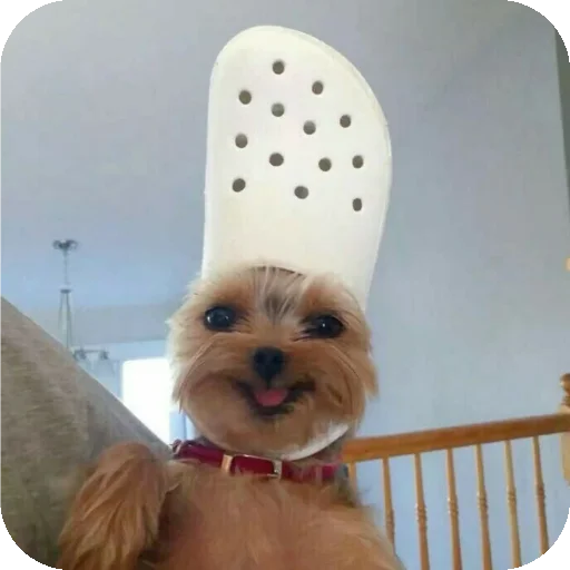 Телеграм стикер 🐶 KagaDinhos by Mister Herobrinne Gascon 🔥