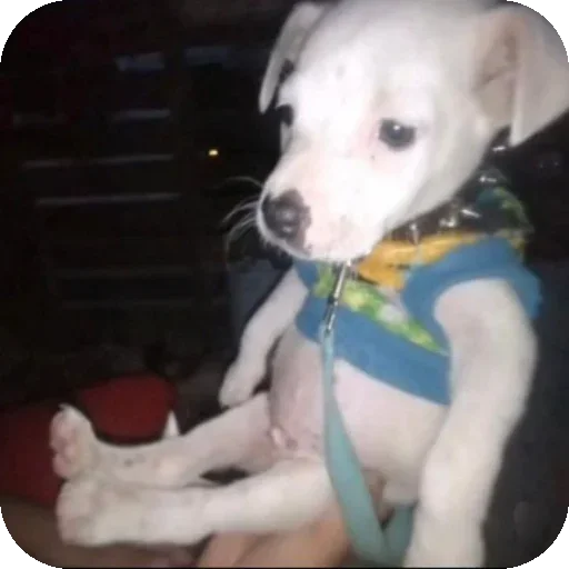 Sticker 😞 KagaDinhos by Mister Herobrinne Gascon 🔥