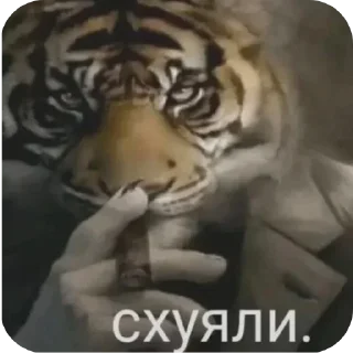 Sticker ✋ пиздея :: @fStikBot