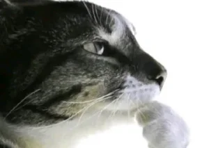 Telegram sticker 🙄 ˗ˋˏ tt memes fr comments ˎˊ˗ @krikolvix