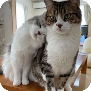 Video sticker 🐱 Butterfly 🦋 :: @glxssyybutterflyy