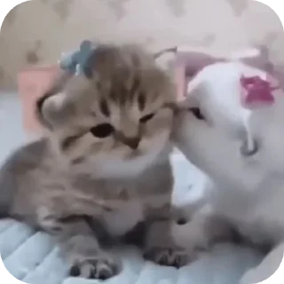 Telegram sticker 🐱 Butterfly 🦋 :: @glxssyybutterflyy