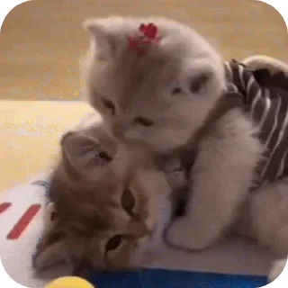 Telegram sticker 🐱 Butterfly 🦋 :: @glxssyybutterflyy