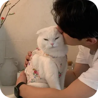 Video sticker 🐱 Butterfly 🦋 :: @glxssyybutterflyy