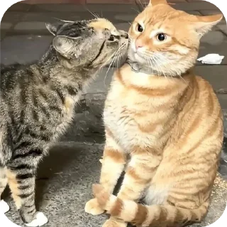 Video sticker 🐱 Butterfly 🦋 :: @glxssyybutterflyy