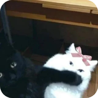 Telegram sticker 🐱 Butterfly 🦋 :: @glxssyybutterflyy