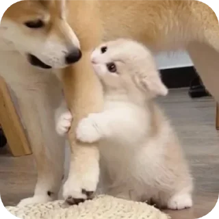 Telegram sticker 🐶 Butterfly 🦋 :: @glxssyybutterflyy