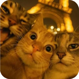 Telegram sticker 🐱 Butterfly 🦋 :: @glxssyybutterflyy